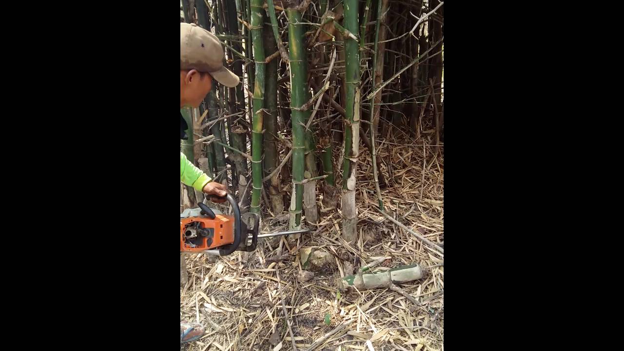 Can You Cut Bamboo With a Chainsaw?
